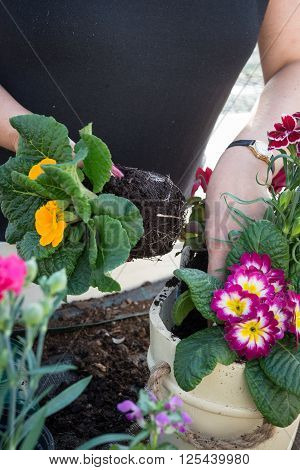 Female Gardener Making Spring Flower Display With Primroses And Pinks