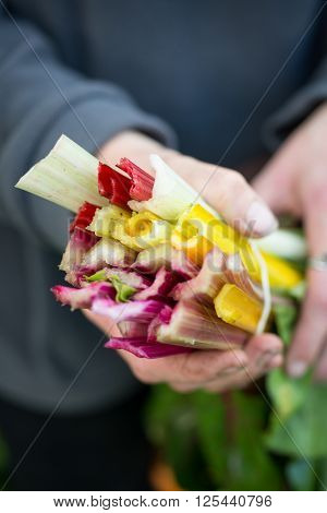 Gardener Holding Colourful Chard Stems