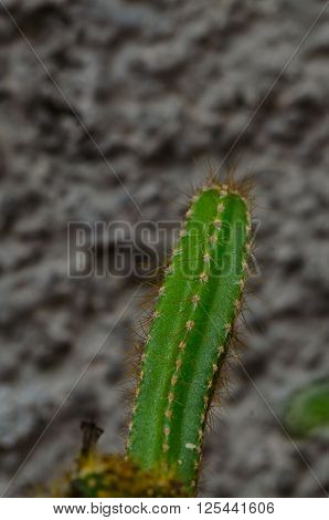 the danger american cactus in nord italy