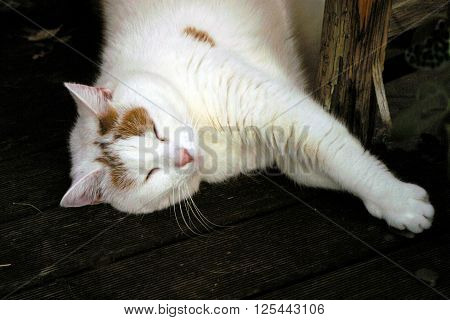 beautiful white cat sleeping on a balcony