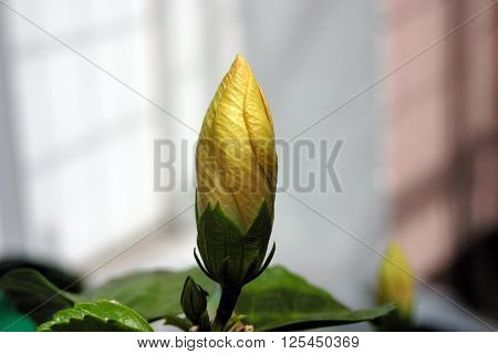 Yellow hibiscus bud growing during the summer