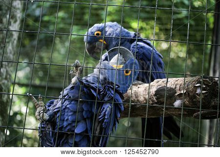 Two blue araras parrots together inside cage in Brazilian zoo