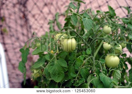 yellow young tomato flowers on the stem