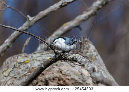 The white-breasted nuthatch is a small songbird of the nuthatch family which breeds in old-growth woodland across much of temperate North America. It is a stocky bird, with a large head, short tail.