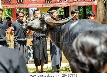 Tana Toraja Indonesia - Dec 10 2015: Black buffalo at funeral ceremony. In Toraja the funeral ritual is the most elaborate and expensive even. South Sulawesi