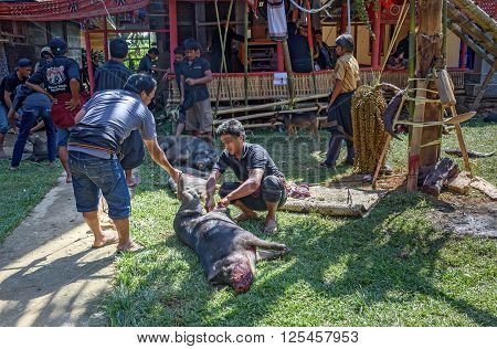 Men Cut Pig Slaughtered And Pull Out Entrails In Funeral Ceremony In Tana Toraja