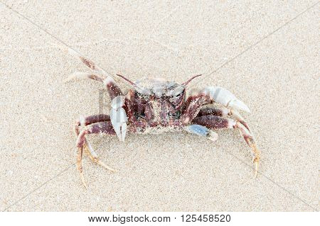 dead shore crab upside down on the sand