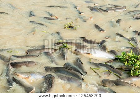 fish in the canal pangasius catfish striped snakehead fish.
