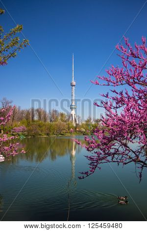 The new TV tower in Tashkent Uzbekistan