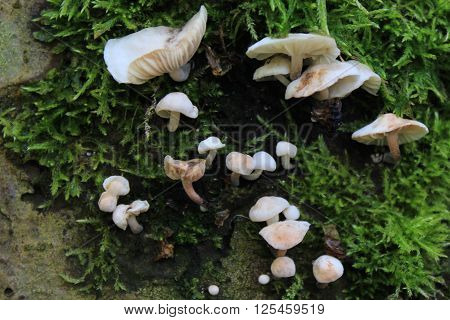 Mushrooms and lichen growing from the side of a tree.