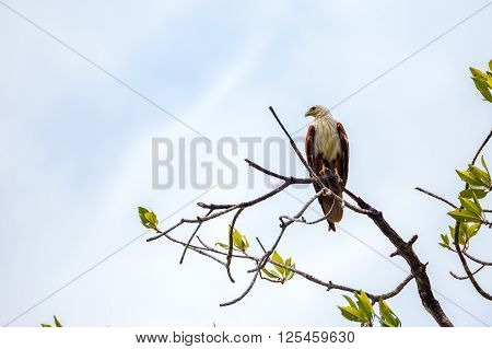 White head eagle sitting on a branch in the mangroves of Malysia