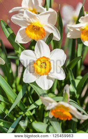 Narcissus Tazetta Cultivar Flowers On Flower Bed