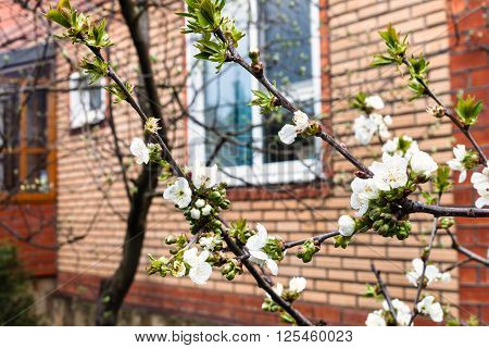 Branches Of Blossoming Black Cherry On Backyard