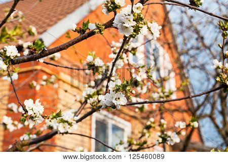 Blossoming Cherry And House In Sunny Spring Day