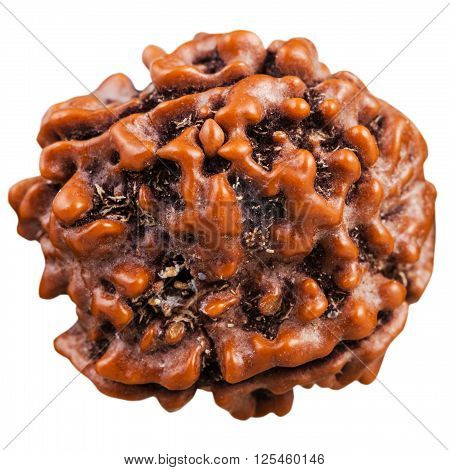 Rudraksha tree seed isolated on white background