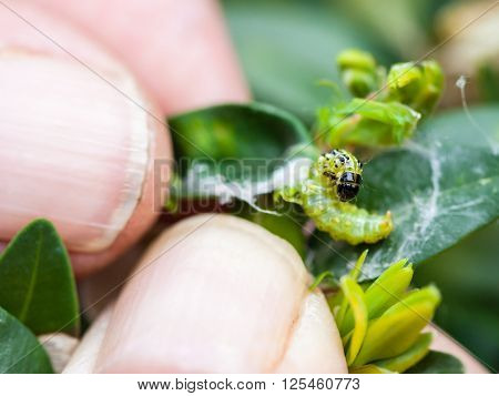 farmer removes caterpillar of insect pest (Cydalima perspectalis or the box tree moth) from boxwood leaves in garden