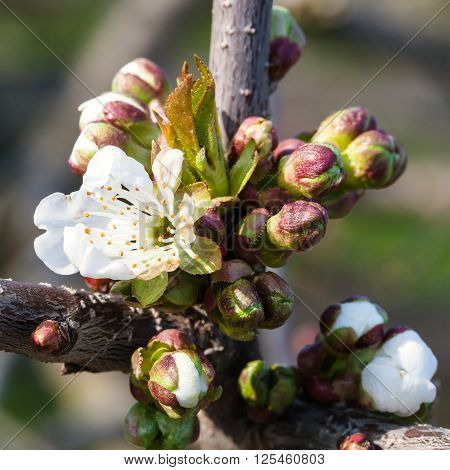 Flowers And Buds Of Blossoming Black Cherry