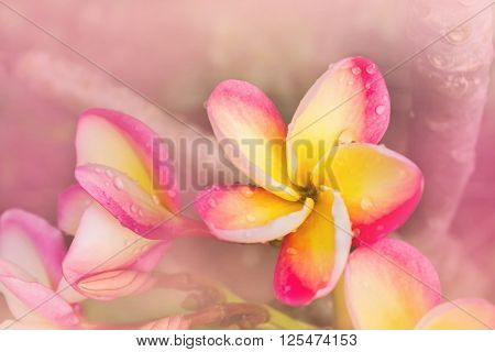 (soft Vintagsweet And Romantic Dreamy Colour Bunch Of Pink  Frangrant Flowers Plumeria Or Frangipani