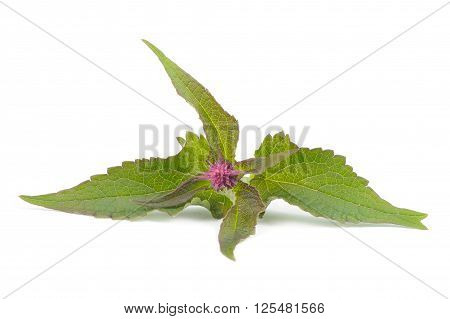 Agastache (Anise Hyssop) Blue Fortune with leaves isolated on a white background
