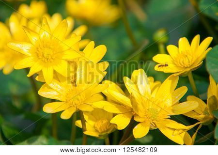 ficaria verna yellow spring flowers as a background.