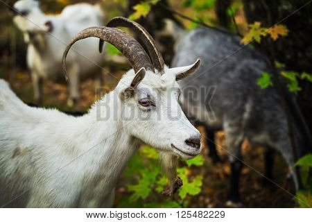 White horned goat grazing in the forest with the other goats