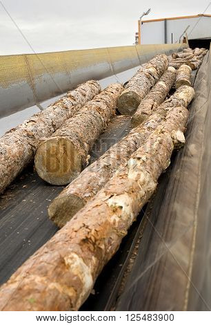 Close up lumber industry - conveying belt
