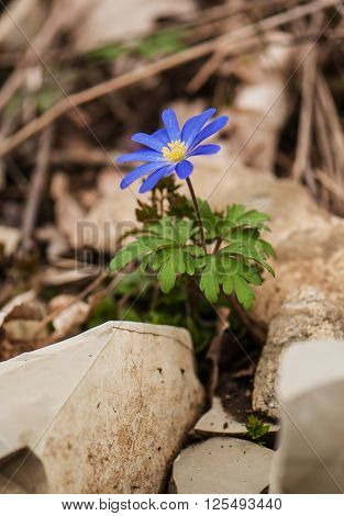 Anemone blanda blooms on the background of rocks and dry leaves