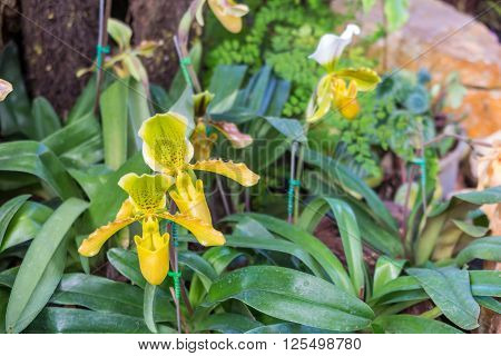 tropical pitcher plants monkey cups in the garden background