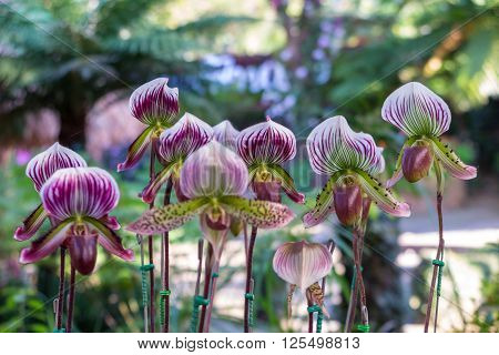 tropical pitcher plants monkey cups in the garden