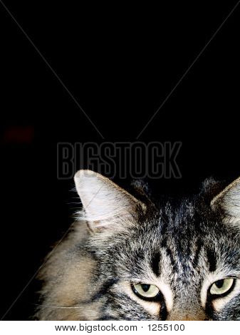 Gatto nel buio vicino fino