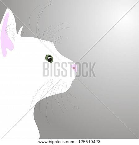 Beautiful White Cat Face Illustration Cute Kitten