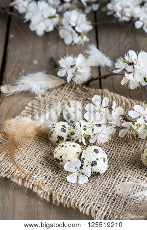 Quail Eggs, Flowers And Feather