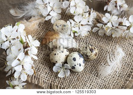 Quail Eggs, Flowers And Feather