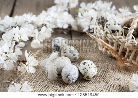 Quail Eggs, Flowers And Feather