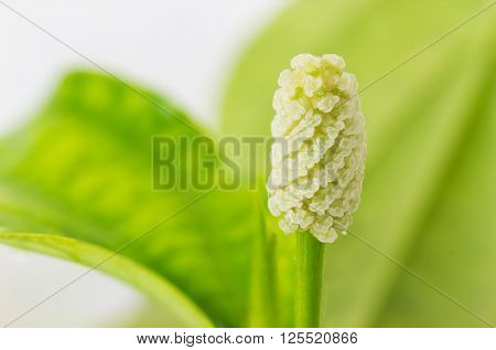 Closeup 'Piper Sarmentosum' flower on white background