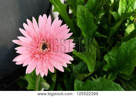 daisy and small flower in home garden