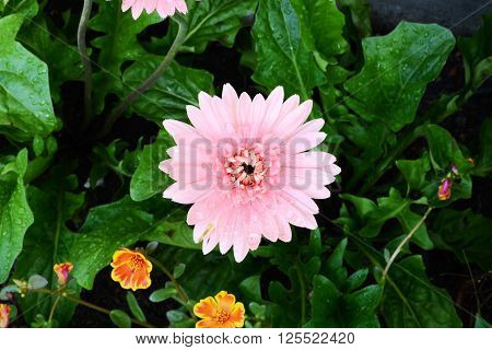 daisy and small flower in home garden