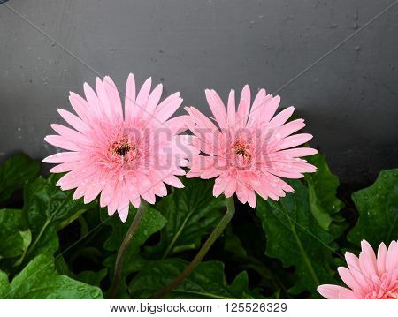 daisy and small flower in home garden