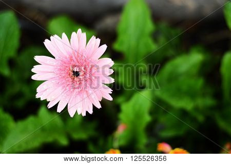 daisy and small flower in home garden
