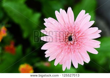 daisy and small flower in home garden
