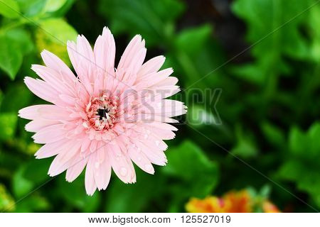 daisy and small flower in home garden