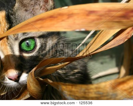 小猫眼睛