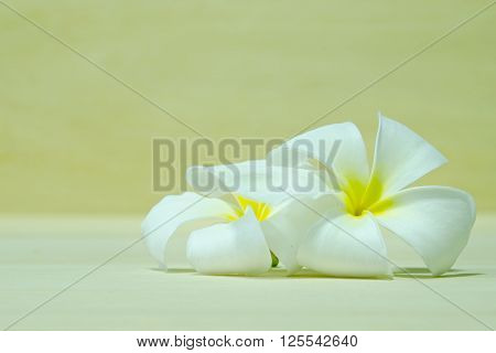 White Plumeria flower (science name Plumerieae P. rubra)