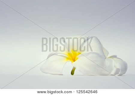 White Plumeria flower (science name Plumerieae P. rubra)
