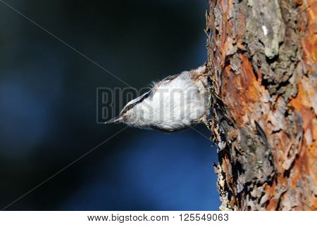 Eurasian Nuthatch (Sitta europaea) seeks feed at pine-tree in spring. National park Plesheevo Lake Yaroslavl region Russia
