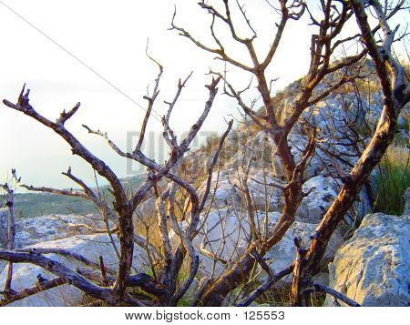 Palchi