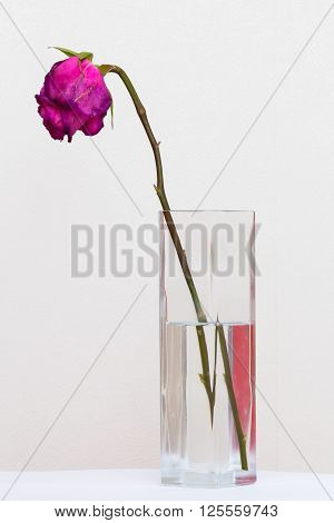 Red sluggish rose in a glass vase with water