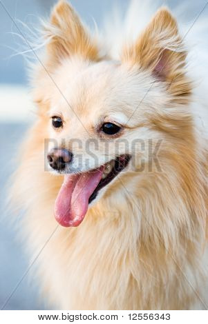 สุนัขปอมเมอเรเนียน