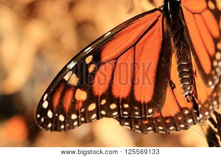 A close up of a Monarch butterfly's wing