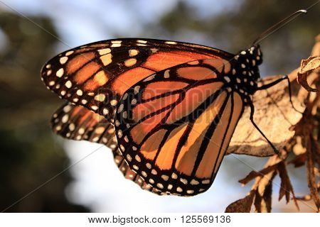 A close-up of a Monarch butterfly resting on a dry leaf